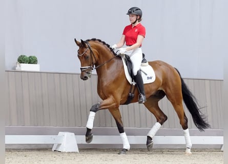 Westphalian, Gelding, 5 years, 17.1 hh, Brown