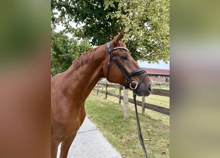 Westphalian, Gelding, 5 years, 17.1 hh, Chestnut-Red