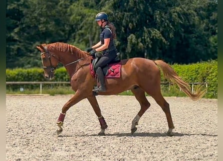 Westphalian, Gelding, 5 years, 17.1 hh, Chestnut-Red