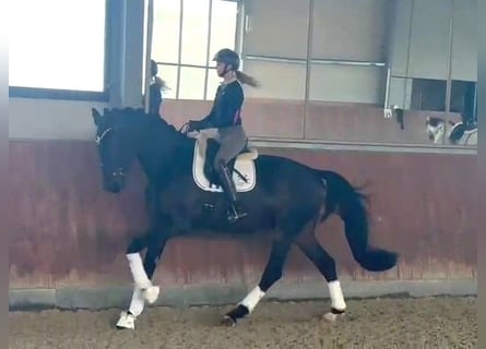 Westphalian, Gelding, 5 years, 17.1 hh, Smoky-Black