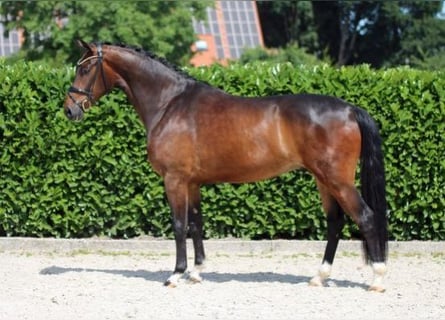 Westphalian, Gelding, 5 years, 17 hh, Bay-Dark