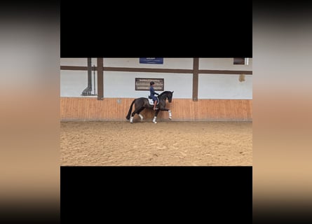 Westphalian, Gelding, 5 years, 17 hh, Black
