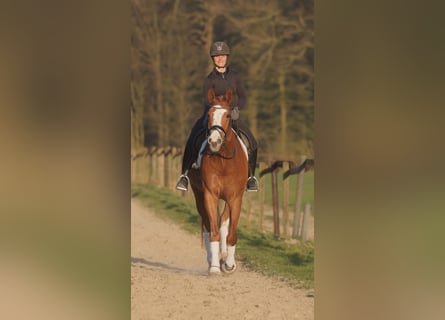 Westphalian, Gelding, 5 years, 17 hh, Chestnut-Red