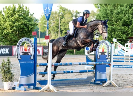 Westphalian, Gelding, 5 years, 17 hh, Grey-Dark-Tan