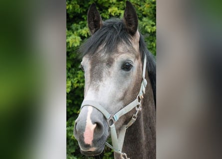 Westphalian, Gelding, 5 years, 17 hh, Grey