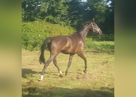 Westphalian, Gelding, 5 years, 17,1 hh, Smoky-Black