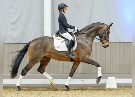 Westphalian, Gelding, 5 years, Brown