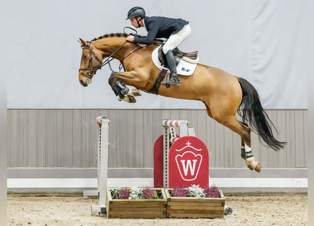 Westphalian, Gelding, 5 years, Brown