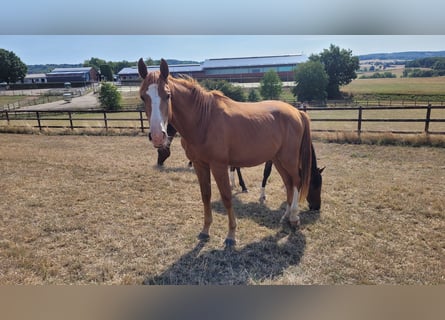 Westphalian, Gelding, 5 years, Chestnut-Red