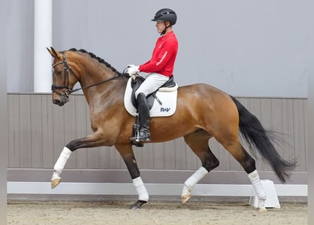 Westphalian, Gelding, 6 years, 16.1 hh, Brown