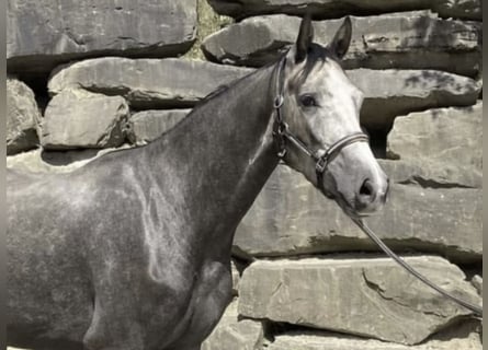 Westphalian, Gelding, 6 years, 16.1 hh, Grey