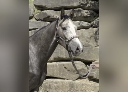 Westphalian, Gelding, 6 years, 16.1 hh
