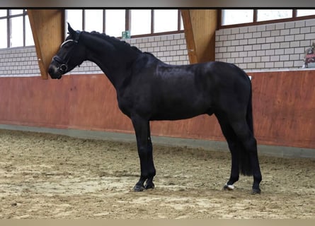 Westphalian, Gelding, 6 years, 16.1 hh, Smoky-Black