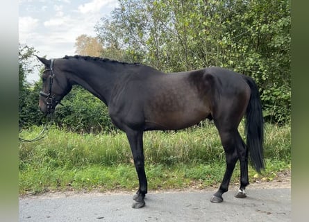 Westphalian, Gelding, 6 years, 16.1 hh, Smoky-Black