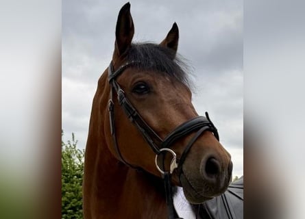 Westphalian, Gelding, 6 years, 16.2 hh, Brown