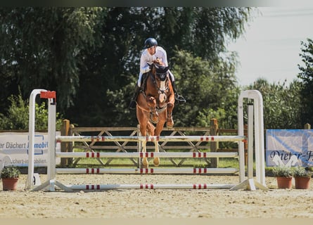 Westphalian, Gelding, 6 years, 16,2 hh, Chestnut-Red