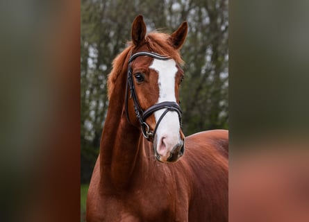 Westphalian, Gelding, 6 years, 16,2 hh, Chestnut-Red