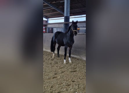 Westphalian, Gelding, 6 years, 16,2 hh