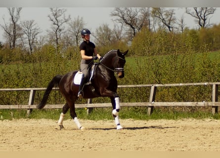 Westphalian, Gelding, 6 years, 16.3 hh, Smoky-Black