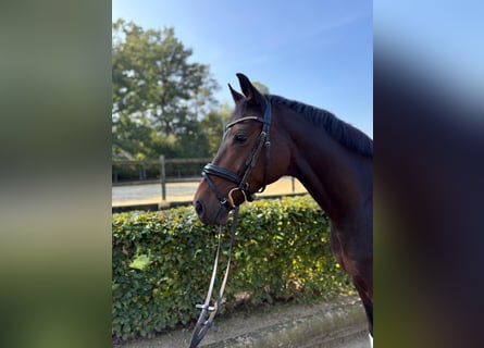 Westphalian, Gelding, 6 years, 16 hh, Bay-Dark