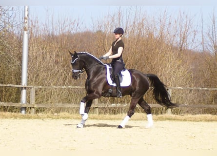 Westphalian, Gelding, 6 years, 16 hh, Black
