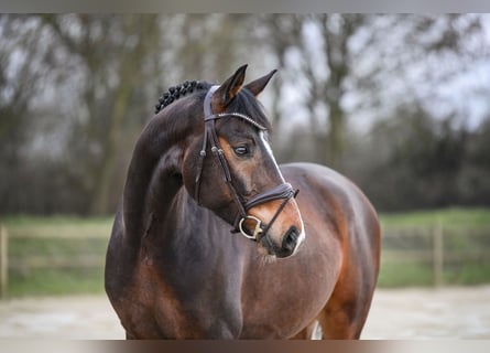 Westphalian, Gelding, 6 years, 16,1 hh, Bay-Dark