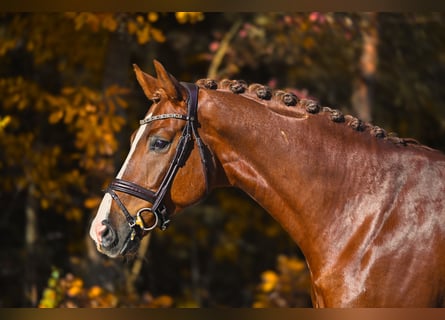 Westphalian, Gelding, 6 years, 16,1 hh, Chestnut