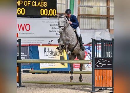 Westphalian, Gelding, 6 years, 16,1 hh, Gray-Dapple