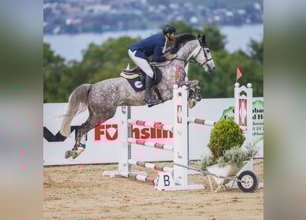 Westphalian, Gelding, 6 years, 16,1 hh, Gray-Dapple