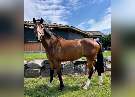 Westphalian, Gelding, 6 years, 16,2 hh, Brown