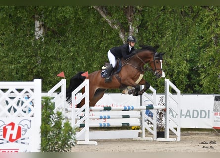 Westphalian, Gelding, 6 years, 16,2 hh, Brown