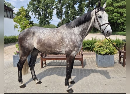 Westphalian, Gelding, 6 years, 16,2 hh, Gray-Dapple