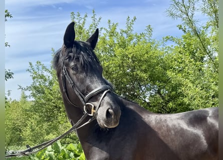 Westphalian, Gelding, 6 years, 16,3 hh, Black