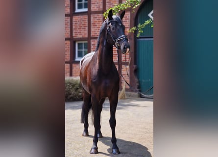 Westphalian, Gelding, 6 years, 16,3 hh, Smoky-Black