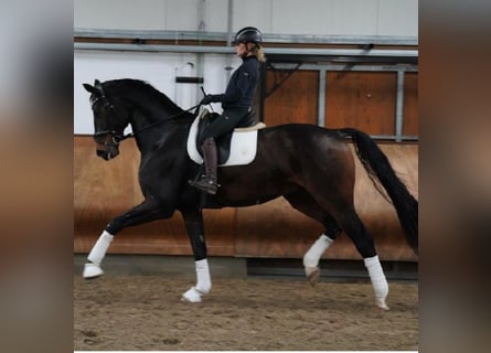 Westphalian, Gelding, 6 years, 17.1 hh, Brown