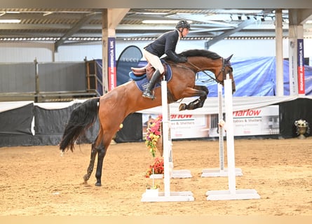 Westphalian, Gelding, 6 years, 17 hh, Bay