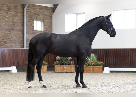 Westphalian, Gelding, 6 years, 17 hh, Black