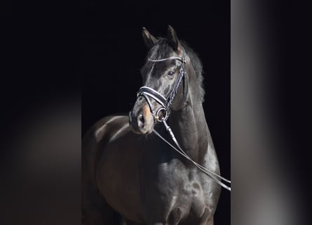 Westphalian, Gelding, 6 years, 17 hh, Black