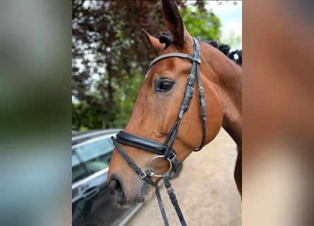 Westfale, Wallach, 6 Jahre, 17 hh, Brauner