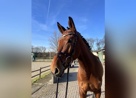 Westphalian, Gelding, 6 years, 17 hh, Brown