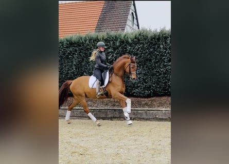 Westphalian, Gelding, 6 years, 17 hh, Chestnut-Red