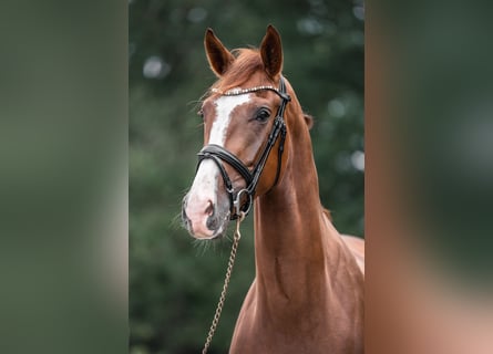 Westphalian, Gelding, 6 years, 17 hh, Chestnut-Red