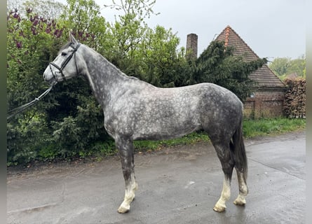 Westphalian, Gelding, 6 years, 17 hh, Gray-Dapple