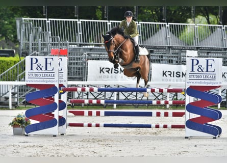 Westphalian, Gelding, 6 years, Bay