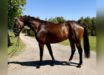 Westphalian, Gelding, 7 years, 16.1 hh, Bay-Dark