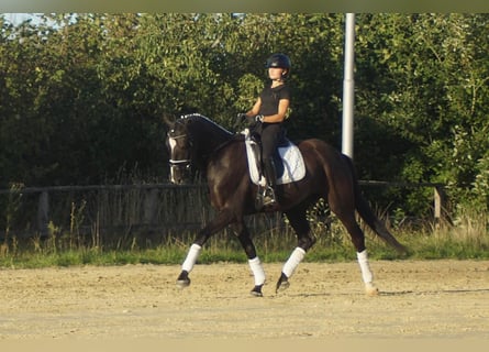 Westphalian, Gelding, 7 years, 16.1 hh, Black