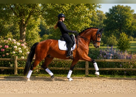 Westphalian, Gelding, 7 years, 16.1 hh, Brown