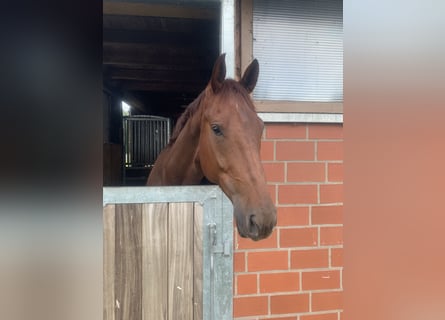 Westphalian, Gelding, 7 years, 16.1 hh, Chestnut