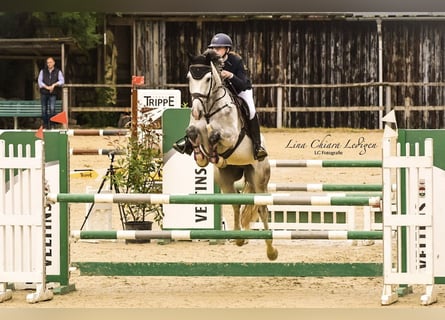 Westphalian, Gelding, 7 years, 16.1 hh, Grey