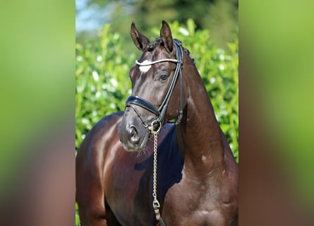 Westphalian, Gelding, 7 years, 16,2 hh, Black